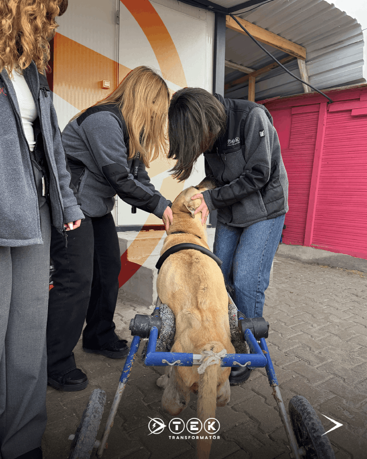 Visite au refuge pour animaux Can Paticikler